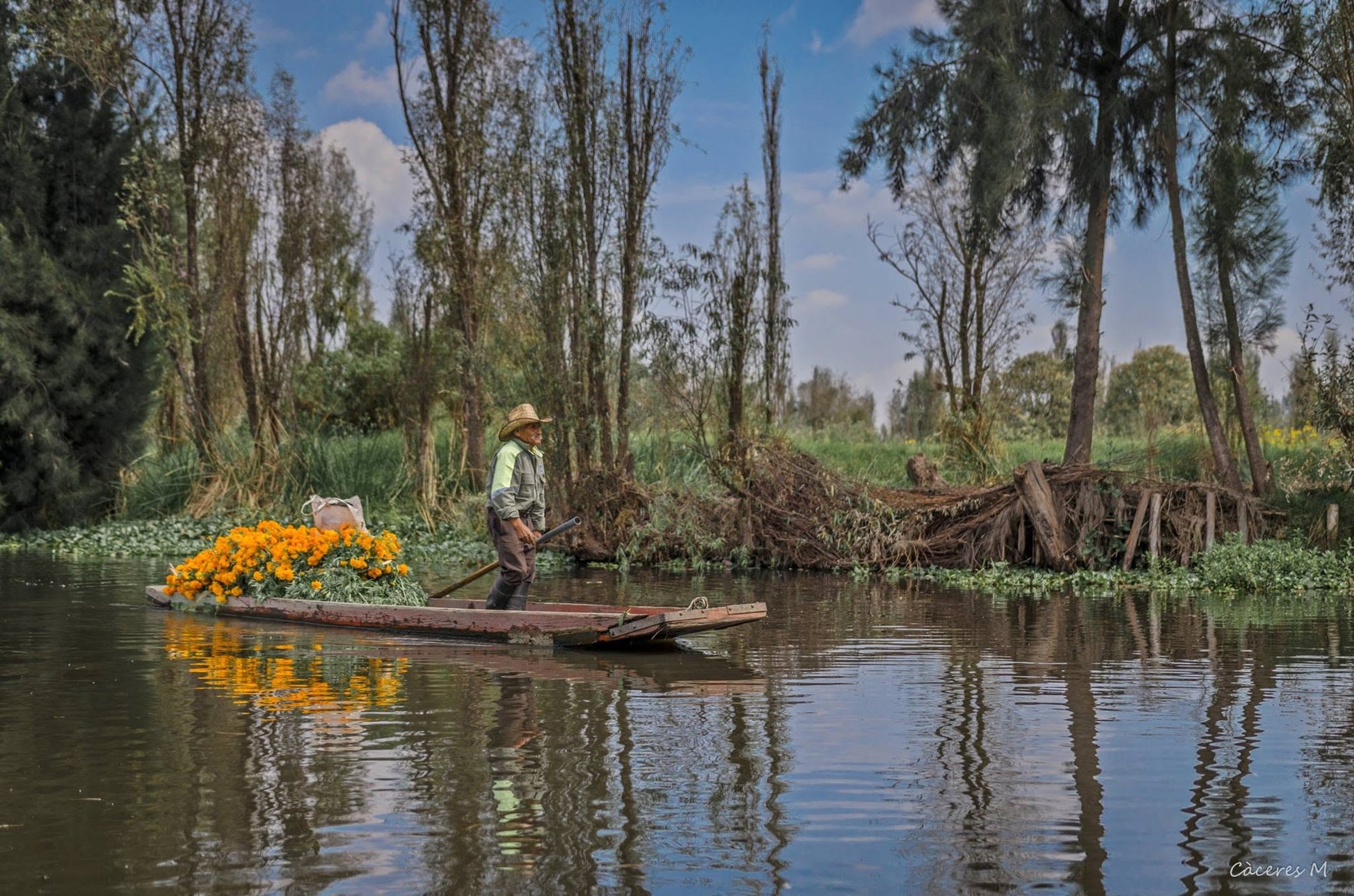 Man on a trajinera loaded with marigolds gliding through the canals of Xochimilco, Mexico City — brushed aluminum print by César Cáceres M